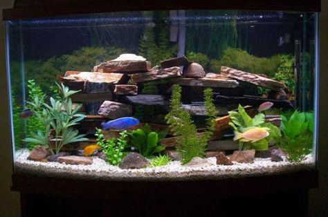 Cichlid Aquarium Ideas, Fish Tank Themes Ideas, Modern Fish Tank, Cool Fish Tank Decorations, Cichlid Tank, African Cichlid Aquarium, Aquarium Tips, Cichlid Aquarium, Fish Tank Themes