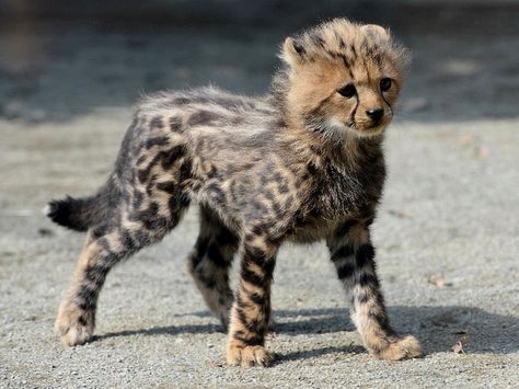 “Fang” the 2 month old King Cheetah male at Tama Zoo in Tokyo. There have been four King Cheetahs born to 3 different mothers over the last 16 months. King Cheetah, Cheetah Cub, Baby Cheetah, Cheetah Cubs, Baby Cheetahs, Old King, Cat Pose, Pretty Animals, Cheetahs