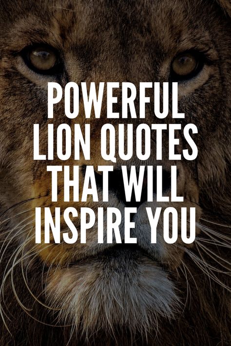 Lion Sayings Strength, Be A Lion Quote, Lion Quotes Inspirational, Lion Quotes Inspiration Motivation, Quotes About Lions, Lion Motivation Quotes, Quotes Lion King, Lion Quote, Powerful Motivational Quotes For Success