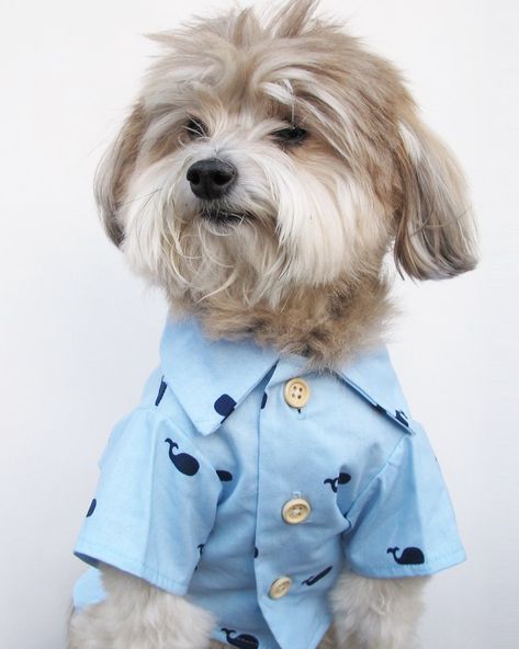 Baby Beluga BBQ Shirt | Nautical Dog Dress Shirt by Dog Threads Baby Beluga, Bbq Shirt, Dog Club, Whale Print, Dog People, Dog Dress, Pet Fashion, Dog Jacket, Dog Hoodie