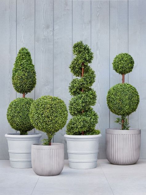 Ball Plants Garden, Topiary In Pots, Entrance Plants, Potted Topiary, Front Porch Flower Pots, Topiary Balls, Outdoor Topiary, Front Porch Flowers, Estate Gardens