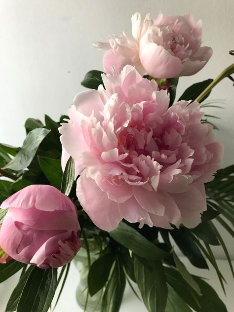 Very Beautiful Flowers, Tree Peony, Peonies And Hydrangeas, Lovely Flowers Wallpaper, Nothing But Flowers, Beautiful Flower Arrangements, Exotic Flowers, Flower Beauty, Pink Peonies