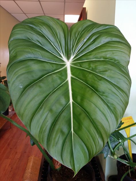 Some BIG Leaves Around The Nursery | Exotica Tropicals – Tropical ... Plants With Big Leaves, Colorful Leaves Plant, Big Tropical Plants, Big Leaves Plant, Plant With Big Leaves, Big Green Leaf Plants, Big Leaf Indoor Plant, Large Leaves Tropical, Big House Plants