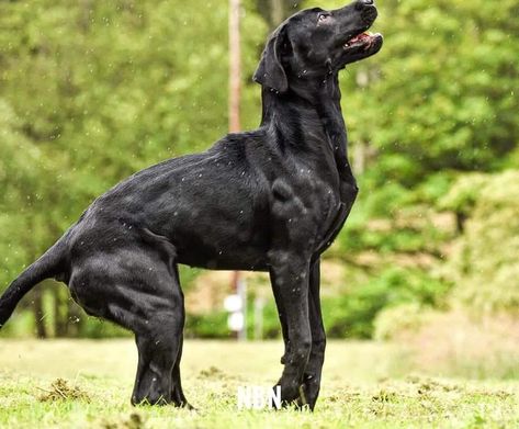 Fit Labrador Retriever, Field Labrador, Working Labrador, Conditioned Dogs, Dog Training Aesthetic, Muscular Dog, Rip Dog, Fit Dogs, Nanny Dog