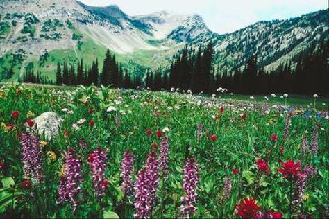 Short growing seasons and extremely cold winter weather can limit what plants can be grown at high altitudes. Annuals must complete their life cycle before the end of the growing season, while perennials and shrubs must be able to bloom quickly and survive the long winter. U.S. Department of Agriculture plant ... High Altitude Landscaping, Colorado Gardening, Intimacy With God, Indoor Flowering Plants, Alpine Garden, Colorado Landscape, Winter Plants, Patio Plants, Colorado Homes