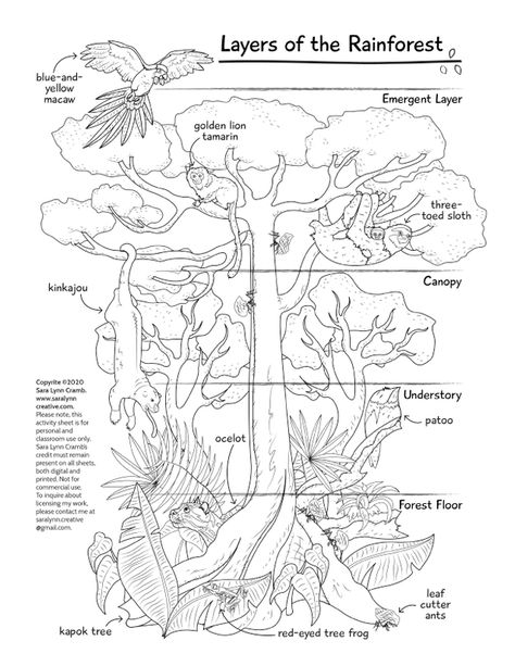 Biome Project Ideas Rainforest, World Rainforest Day, Layers Of The Rainforest Activities, Layers Of The Rainforest Free Printable, Rainforest Animals Printables, Tropical Rainforest Biome Project, Layers Of Rainforest, Rainforest Worksheets, Rainforest Layers