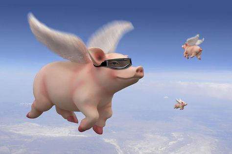 flying pigs - Google Search Flying Pigs, Pigs Fly, Pigs, The Sky, Birds