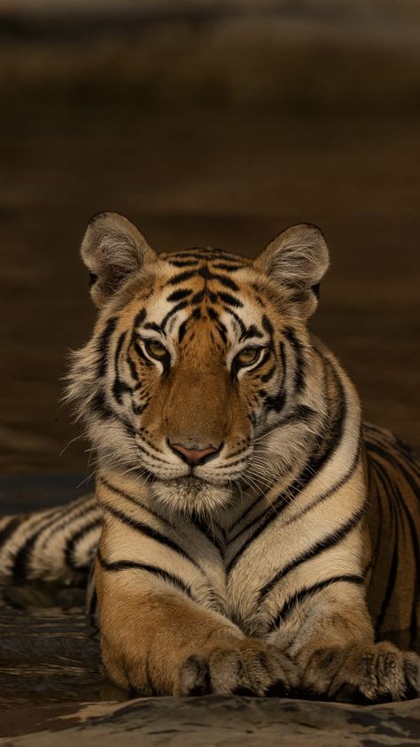 Tiger Aesthetics Cute, Big Cats Aesthetic, Tiger Looking Up, Tigress Aesthetic, Big Cat Aesthetic, Feline Aesthetic, Feline Makeup, Tiger Aesthetic, Tiger Woman