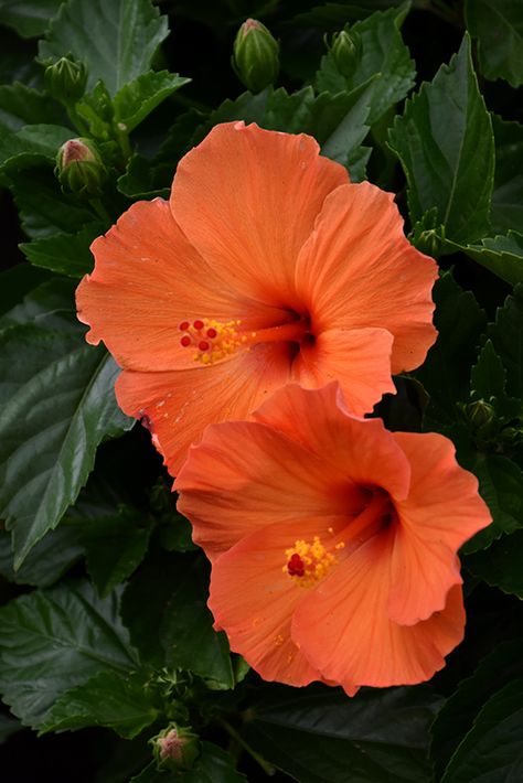 Tradewinds Orange Sunset Wind Hibiscus (Hibiscus rosa-sinensis 'Orange Sunset Wind') at Stauffers Of Kissel Hill Hibiscus Flower Colors, Hibiscus Flower Photography, Hibiscus Flower Orange, Hibiscus Bush, Fav Flower, Orange Hibiscus, Hibiscus Rosa Sinensis, Fleur Orange, Hibiscus Plant