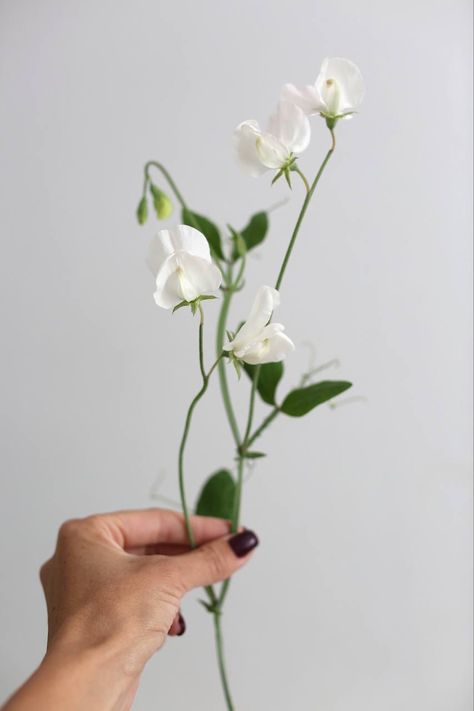 White Sweet Pea Flowers, Sweet Pea Flower Meaning, Wild Sweet Pea, Sweet Pea Flowers Aesthetic, Sweet Pea Centerpiece, Sweet Pea Vine, Sweetpea Flower, Sweet Pea Garden, White Sweet Pea