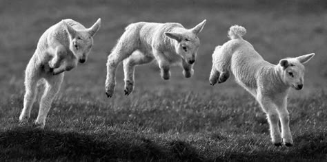 Lamb Reference Photo, Lamb Reference, Lamb Jumping, Sheep Jumping, Lamb Pictures, Counting Sheep, Animal Study, Animal Reference, Baby Goats