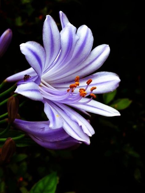 Agapanthus (lily-of-the-nile) Purple And White, Trees And Shrubs, Exotic Flowers, Flower Beauty, Types Of Flowers, Beautiful Blooms, Flower Photos, Flower Pictures, Dream Garden