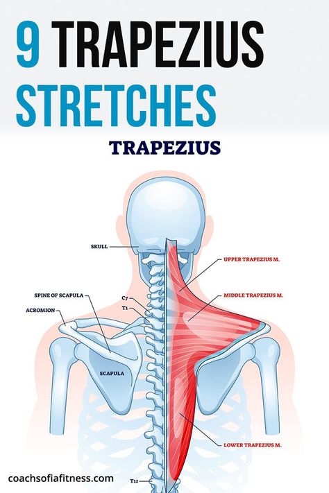 9 Effective Trapezius Release Stretches - Coach Sofia Fitness Trapezius Muscle Pain, Shoulder Pain Remedies, Trapezius Stretch, Neck Pain Exercises, Neck And Shoulder Exercises, Shoulder Stretches, Neck And Shoulder Muscles, Muscle Stretches, Pain Relief Remedies