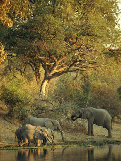 African Watering Hole, Elephant Habitat, Majestic Elephant, Animal Studies, Elephants Playing, African Plains, Safari Art, Elephants Never Forget, Elephants Photos