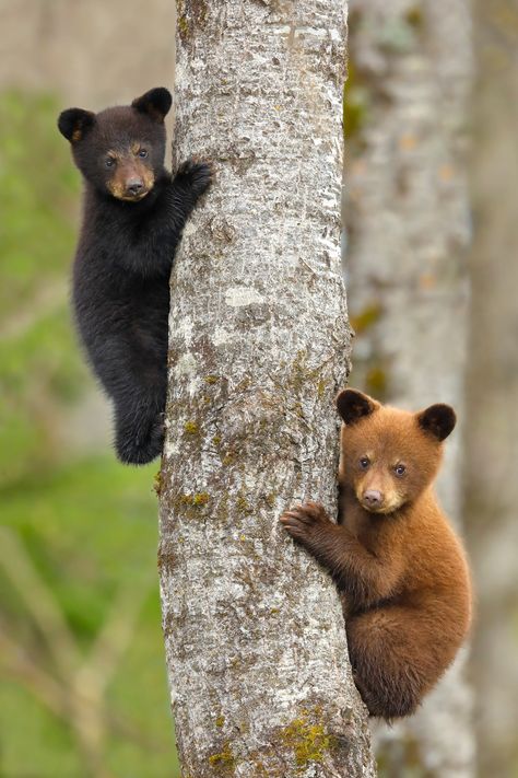 Taken in Minnesota, these Black Bear siblings look very different.  First year cubs, one Black and one cinnamon. Mother left them in a tree while she went off looking for food. Bear Cub Aesthetic, Underglaze Ideas, Baby Black Bear, Grizzly Bear Cub, Baby Bear Cub, Black Bear Cub, Baby Bears, Brown Bears, Black Bears