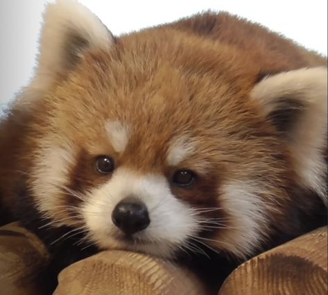 Red Panda, Red