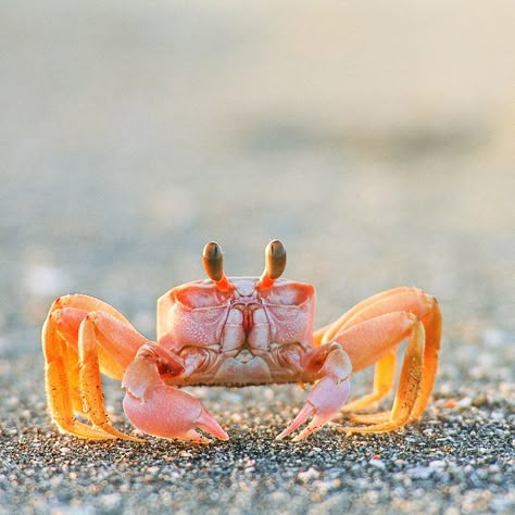 Crab Photography, Ghost Crab, Big Crab, Fiddler Crab, Sea Crab, Intercom System, Beautiful Sea Creatures, Water Life, Access Control System