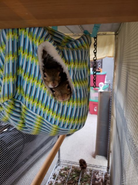 Flying Squirrel Cage Ideas, Squirrel Cages Indoor, Squirrel Enclosure Diy, Diy Squirrel Cage Ideas, Flying Squirrel Cage, Indoor Squirrel Habitat, Pet Squirrel Cage Ideas, Squirrel Cage Ideas, Squirrel Home