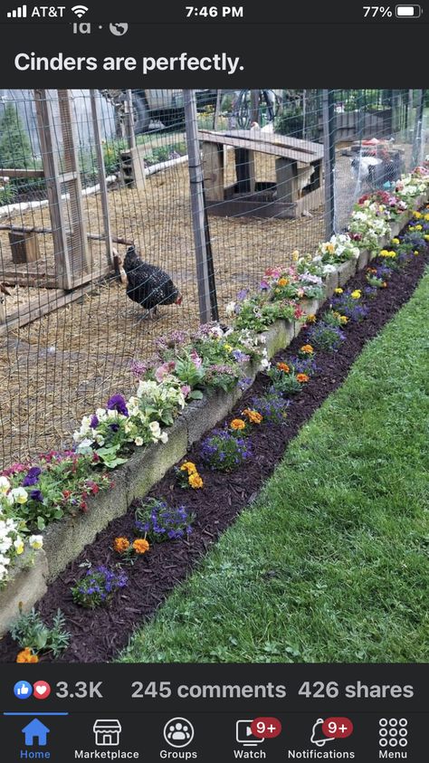 Vines To Grow On Chicken Coop, Chicken Run Herb Garden, Vines For Chicken Coop, Purple Chicken Coop, Flowers Around Chicken Coop, Chicken Coop Wreath, Chicken Coop Flowers, Chicken Run Decorating Ideas, Plants For Chicken Run