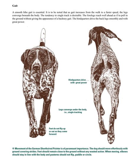 Canine Anatomy, German Shorthaired Pointer Dog, Dog Anatomy, Dog Skeleton, German Shorthair, Shorthaired Pointer, Pointer Dog, Human Anatomy Art, Dog Info