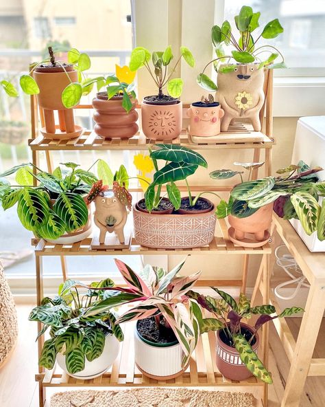 Amazon Plant, Ladder Ideas, Indoor Plants Styling, Tattoo Plant, Indoor Flower Pots, Flower Bedroom, Terracotta Plant Pots, Vibrant Wall Art, Potted Houseplants