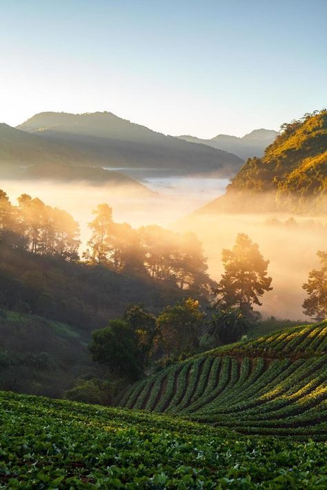 Misty morning sunrise in strawberry garden at Doi Ang-khang mountain, chiangmai  thailand Thailand Mountains, Thailand Garden, Chiangmai Thailand, Strawberry Garden, Misty Morning, Tree Saw, Morning Sunrise, Cityscape Photos, Nature Backgrounds