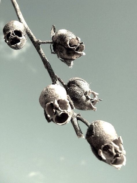 Snapdragon seed pods Snapdragon Flowers, Dead Flowers, Goth Garden, Beautiful Decay, Weird Plants, Gothic Garden, Poisonous Plants, Human Skull, Pretty Plants