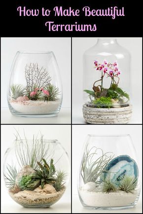 Terrarium Container Ideas, Terrarium Open, Succulents Growing, Home Hydroponics, Unique Terrarium, Air Garden, Diy Succulent Terrarium, Gardening Equipment, Terrarium Ideas