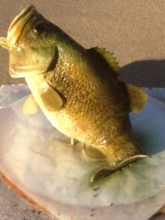 Large Mouth Bass Cake Topper | After air brushing. | Rick | Flickr Bass Cake, Fishing Wedding Cakes, Baby Reveal Party Decorations, Fishing Theme Cake, Fondant Fish, Fish Cake Birthday, Zucchini Boat Recipes, Large Mouth Bass, Patty Cake