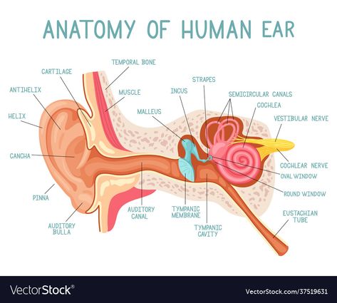 Ears Anatomy Drawing, Structure Of Human Ear, Medicine Infographic, Human Ear Anatomy, Ear Structure, Human Circulatory System, Medicine Illustration, Head Muscles, Human Respiratory System