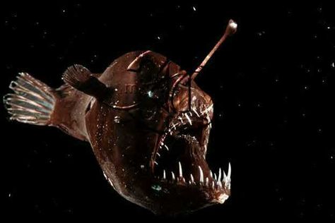 Lantern Fish Humpback Anglerfish, Ugly Animals, Rare Fish, Fauna Marina, Deep Sea Creatures, Angler Fish, Rare Birds, Rare Animals, Deep Sea Fishing