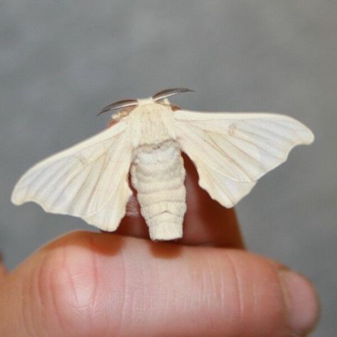 LIVE-SILKWORM-KIT-Raise-your-own-live-silkworms-silk-moth-bird-reptile-textile-282695331940 Silkworm Moth, Poodle Moth, Silk Moth, Colorful Moths, Let Me Know, Moth, Insects, Butterflies, Let Me