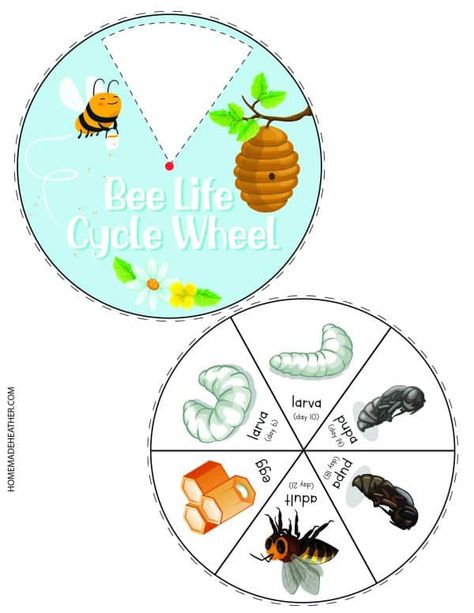 Bee Worksheets Free Printable, Bumble Bee Activities, Bee Activity, Bees For Kids, Bee Project, Cycle For Kids, Bee Life Cycle, Activity Printables, Bee Craft