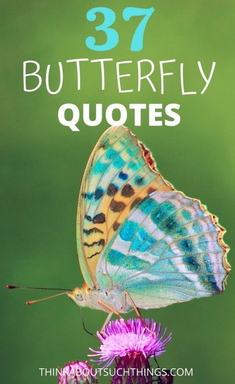 Put a smile on your face with these beautiful and inspirational butterfly quotes. These butterfly quotes would work great for your journal and artwork. They encourage you to grow as a person and experience transformation! I hope you enjoy these quotes about butterflies! #quotes #butterflies #butterfly Rainbows And Butterflies Quotes, Sayings To Put On Painted Rocks, National Butterfly Day, Quote About Butterfly, Butterfly Sayings Quotes Heavens, Butterfly Release Memorial Quotes, Butterfly Encouragement Quotes, Words About Butterflies, Butterfly Memorial Quotes