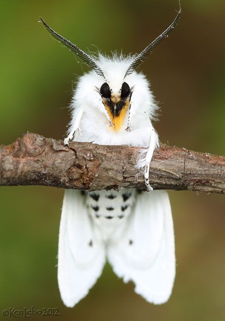 Virginian Tiger Moth or Yellow Woolybear Moth Spilosoma virginica (Fabricius, 1798) | Butterflies and Moths of North America Moth Reference, Fluffy Moths, Moth Artwork, Poodle Moth, Cute Moth, Enchanted Forest Theme, North American Animals, Butterfly Photo, Galaxy Makeup