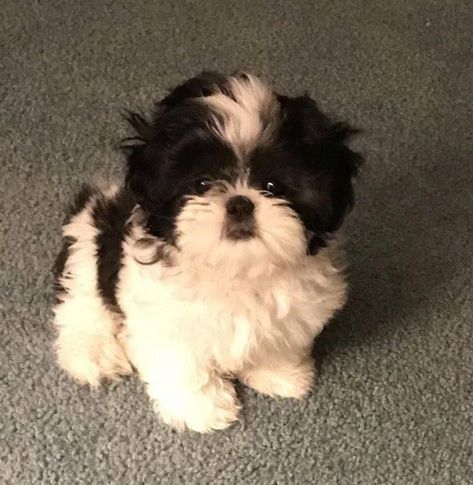 Cute Shih Tzu Puppies, Puppies Shih Tzu, Dog Shih Tzu, Shitzu Dogs, Perro Shih Tzu, Chien Shih Tzu, Shitzu Puppies, Very Cute Puppies, Super Cute Puppies