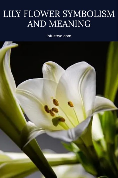 Discover the fascinating meanings behind different purple, white, or yellow lily flowers. These stunning floral beauties symbolize purity, devotion, and friendship, enhancing any garden or bouquet. Uncover the significance of each color and the cultural meanings in poetry and decoration. Knowing the distinct lily flower meanings can help you choose the perfect blooms for special occasions or just to brighten someone's day Meaning Of Lily Flower, Lily Meaning Flower, Lily Meaning, Red Lily Flower, Lilium Flower, Flower Symbolism, Pink Lily Flower, Lily Flower Tattoos, White Lily Flower