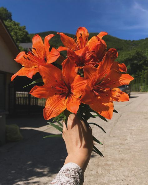 🧡🧡 . . . #ootd #orange #palazzopants #thrifted #thriftedlook #orangeflowers #orangelilies #lilies #simplethings #joy Tiger Lily Aesthetic, Orange Lilly, Orange Tiger Lily, Orange Lilies, Orange Lily, Tiger Lilies, Lily Bouquet, Stargazer Lily, Aesthetic Board