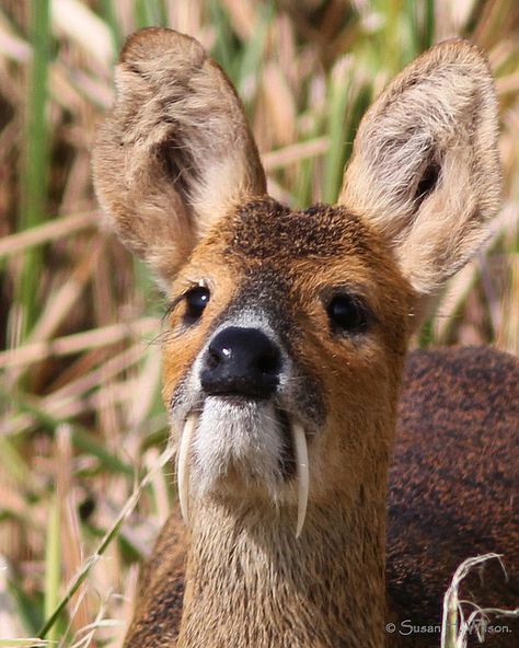 Water Deer, Chinese Chinese Water Deer, Water Deer, Interesting Animals, Mule Deer, Unusual Animals, Rare Animals, Manx, Pretty Animals, Animal Facts