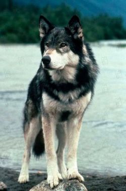 White Fang, Wolf Husky, Wolf Hybrid, Beautiful Wolves, Grey Wolf, Wild Dogs, Wolf Dog, Beautiful Dogs, Dog Grooming