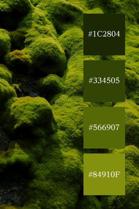 Velvety Moss Mound: Soft, velvety mounds of moss create a lush and inviting scene, bringing the vivid shades of a moss green color palette to life. Mossy Green Color Palette, Moss Green Colour Palette, Moss Green Aesthetic, Moss Color Palette, Moss Green Color Palette, Color Scheme Generator, Types Of Green, Moss Green Color, Green Branding