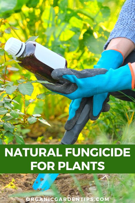 Diy Plant Fungicide, Homemade Fungicide For Plants, Diy Fungicide For Plants, Natural Fungicide For Plants, Fungicide For Plants, Organic Fungicide, Mold Prevention, Herb Garden In Kitchen, Bean Plant