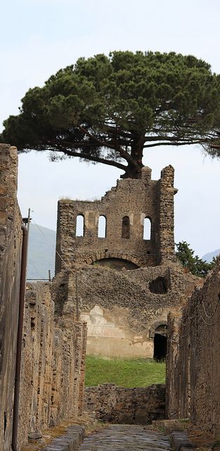 This tree is making a statement :) Pompeii | Flickr - Photo Sharing! Pompeii, Pompei Italy, Pompeii Ruins, Pompeii Italy, Napoli Italy, Pompeii And Herculaneum, Campania Italy, Hauntingly Beautiful, Italy Photo