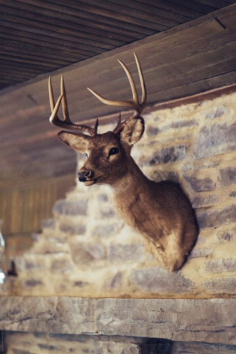 Preserved Deer Head on wall of Hunting Lodge Creative photography Inspiration #awesomephotography #amazingphotography #landscapephotography #fineartphotography #familyphotography #creativephotography #aestheticphotography #photographyideas #learnphotography #photographyinspiration #stocksy #stocksyunited Creative Photography Inspiration, Animal Head Decor, Tavern Decor, Deer Head Decor, Deer Heads Mount, Taxidermy Deer, Above The Fireplace, Deer Head Wall Decor, Above Fireplace