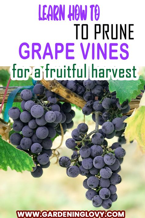 How To Prune Concord Grape Vines, Pruning Concord Grape Vines, Growing Concord Grapes, Concord Grapes Growing, Grape Pruning, Pruning Grapes, Grape Orchard, Grape Vine Pruning, Grape Growing Trellis