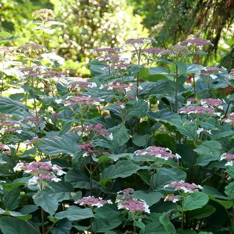 Invincibelle Wee White Hydrangea, Invincibelle Hydrangea, Snowcicle Oakleaf Hydrangea, Lace Hydrangea, Hydrangea Snow Queen, Deer Proof Plants, Proven Winners Plants, Hydrangea Landscaping, Smooth Hydrangea