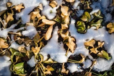 Hostas Archives - Gardening Know How When To Transplant Hostas, Hosta Care, Plant Leaves Turning Yellow, Winter Tablescapes, Japanese Forest, Shade Garden Plants, Hosta Plants, Grasses Garden, Plant Diseases