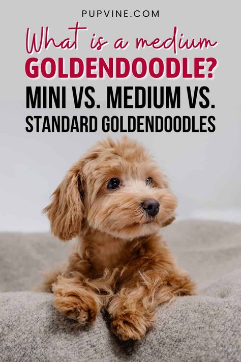 Medium Goldendoodle Full Grown, Mini Goldendoodle Full Grown, Full Grown Mini Goldendoodle, Goldendoodle Full Grown, Goldendoodle Mini, Doodle Grooming, Medium Goldendoodle, Abandoned Dogs, Goldendoodle Art