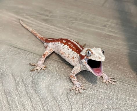 Gecko Aesthetic, Pet Gecko Aesthetic, Chahoua Geckos, Gargoyle Gecko Morphs, Leopard Geckos Cute, Gargoyle Gecko, Dragon Family, Big Dragon, Crested Gecko