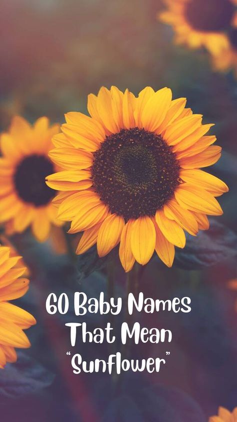 60 Baby Names That Mean Sunflower - Creative Nomenclature Sunflower Username Ideas, Names That Mean Sunshine, Yellow Names, Sunflower Meaning, Sunflower Names, Boy Name Meanings, Middle Names For Girls, French Names